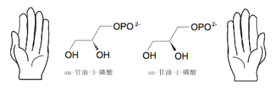 环境百科全是-生命-膜脂的骨架