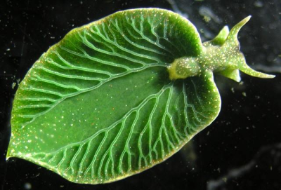 环境百科全书-生命-绿叶海蛞蝓