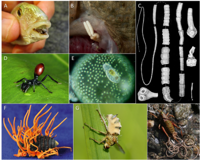 环境百科全书-生命-一些寄生生物及其宿主多样性的例子