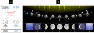 Encyclopédie environnement - lumière - cycle lunaire