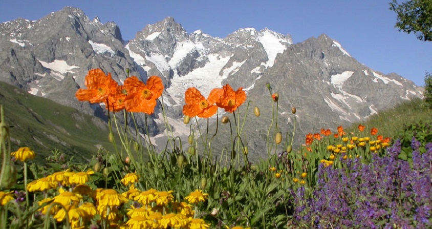 plantes alpines - alpine plants