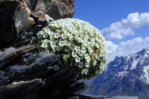 Encyclopedie environnement - plantes alpines - plantes vivaces d'altitude - Androsace helvetica - alpine plants