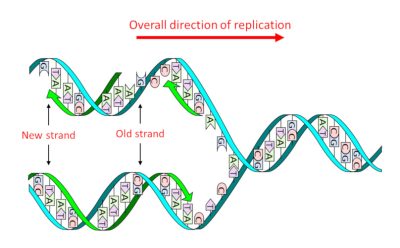 环境百科全书-平衡在稳定性和变异性之间的基因组-复制状态的DNA分子