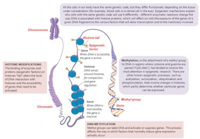 环境百科全书-表观遗传学：基因组及其环境-从染色体到基因