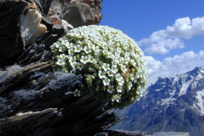 环境百科全书-高山植物的繁殖-图2