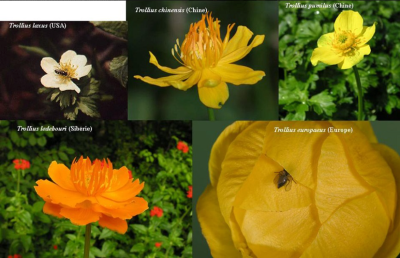 环境百科全书-生命-花冠多样性