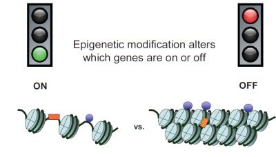 biochemical modification histones - methylation