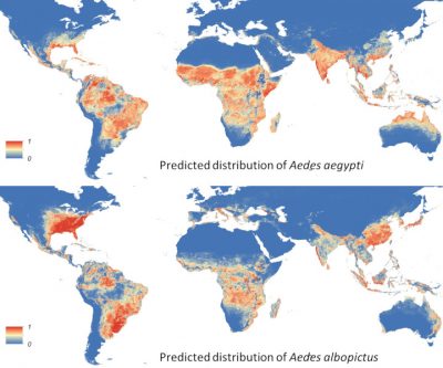 tiger mosquito world map