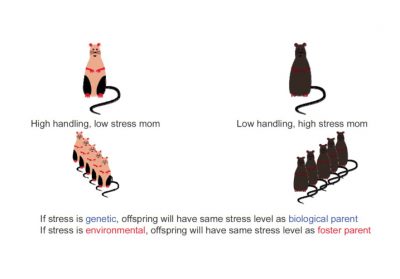 maternal behaviour - epigenetics 