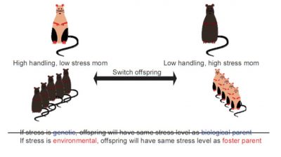 maternal licking