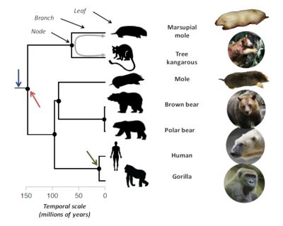 phylogenetic tree