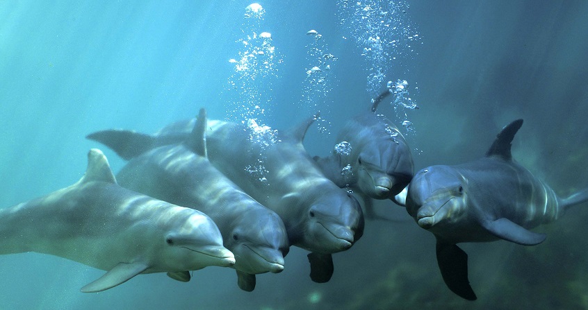 Encyclopédie environnement - évolution - dolphins
