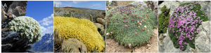 Encyclopédie environnement - évolution - plantes en coussins - cushion plants 