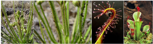 Encyclopédie environnement - évolution - plantes carnivores - carnivorous plants