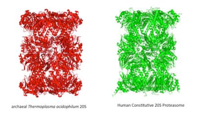 环境百科全书-极端环境微生物-人类蛋白酶体的分子结构