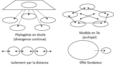环境百科全书-遗传多态性和选择-一些种群结构模型