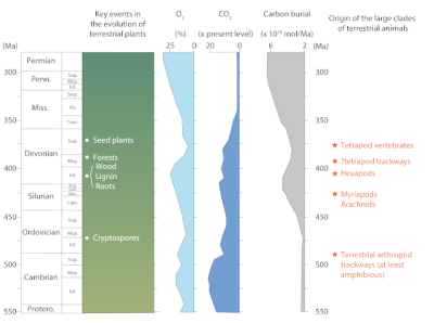 环境百科全书-第一批陆地生态系统-植物进化对大气和碳吸收的影响