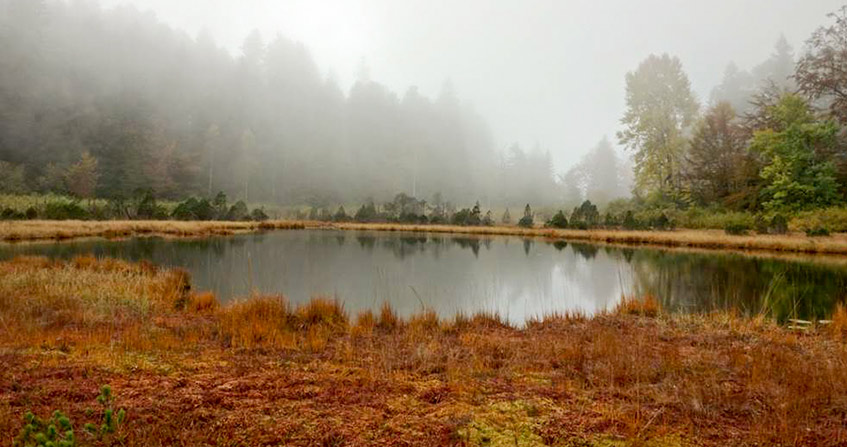 Encyclopédie environnement - tourbière marais - Le Lac Luitel