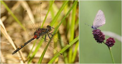环境百科全书-泥炭地-蜻蜓和蝴蝶