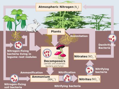 环境百科全书-环境中的硝酸盐-环境中氮循环的简化图