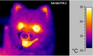 Encyclopedie environnement - rayonnement thermique corps noir - image thermique chien - thermal image of dog