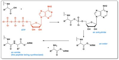环境百科全书-海洋化学-ATP在多肽生物合成的作用