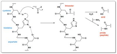 环境百科全书-海洋化学-催化三联体的作用原理