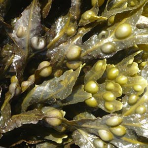 Algues rouges : définition et explications