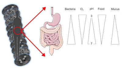 microbiotas intestine 