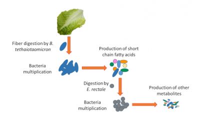 metabolic chain - intestinal bacteria