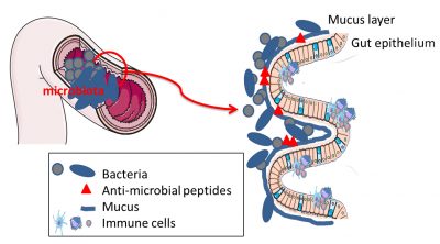 intestinal epithelium - intestinal bacteria - intestinal cells