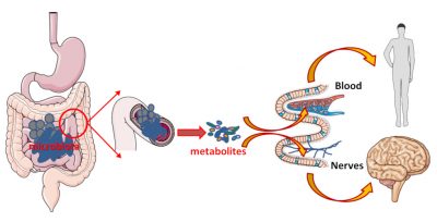 microbiota intestine - intestinal cells