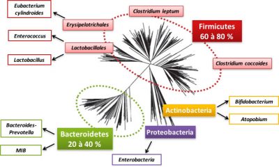 Encyclopédie environnement - microbiote - groupes bactériens - bacterial species - bacterial groups - phylogenetic tree