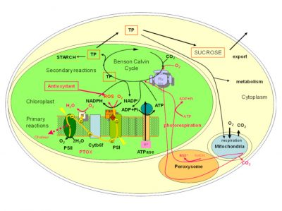 环境百科全是-生命-一个含叶绿素的细胞的示意图