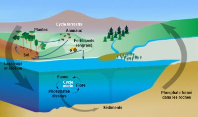 环境百科全书-磷-全球磷循环