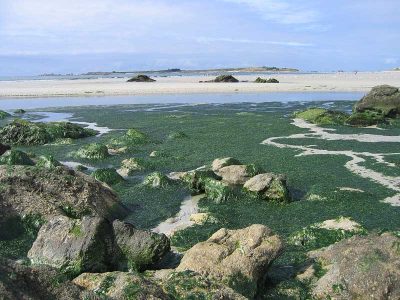 环境百科全书-磷-绿藻水华暴发