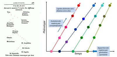 lamarck - evolution especes - schema - encyclopedie environnement