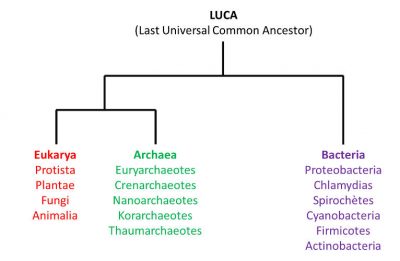 phylogenie - especes - schema - ancêtre - LUCA - Last Universal Common Ancestor - phylogeny of species