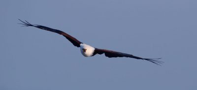 aigle - aigle pecheur - vol - encyclopedie environnement - osprey gliding