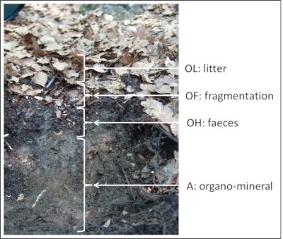 环境百科全书-弹尾虫-比利牛斯山山毛榉林的土壤剖面