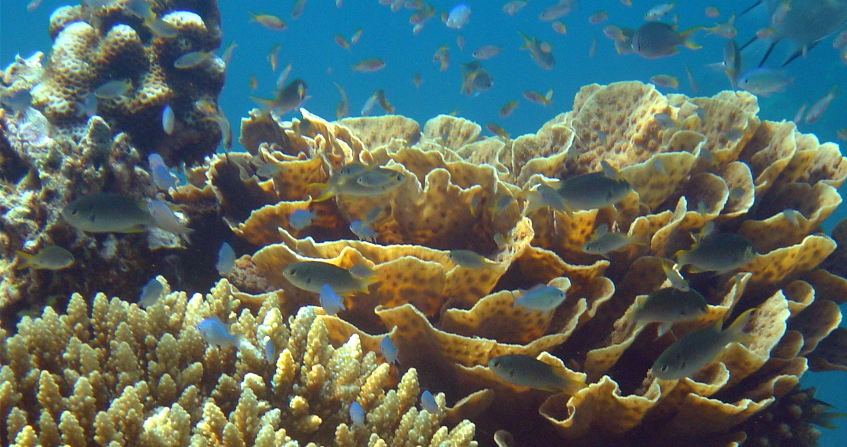 corail - coraux - ocean - encyclopedie environnement