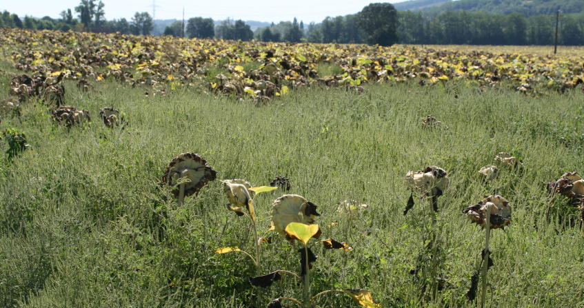 plantes envahissantes - parcelle tournesol - ambroisie - feuilles armoise - ambrosia artemisiifolia - encyclopedie environnement