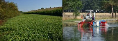 环境百科全书-当入侵植物也在田间扎根-水浮莲(Pistia stratiotes L.)入侵了阿维尼翁附近的罗纳河