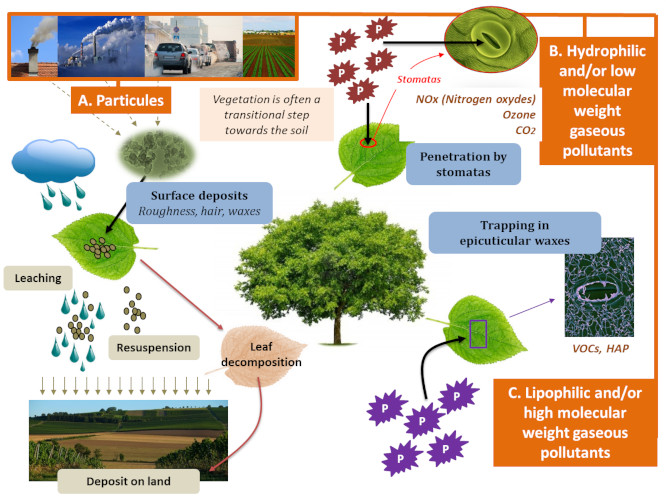 What is the impact of air pollutants on vegetation? - Encyclopedia of the  Environment