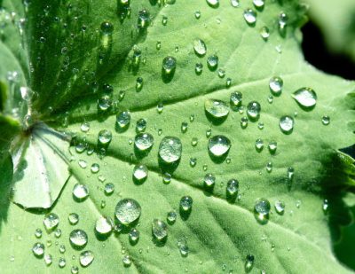 环境百科全书-植物表层-水滴在羽衣草叶表面