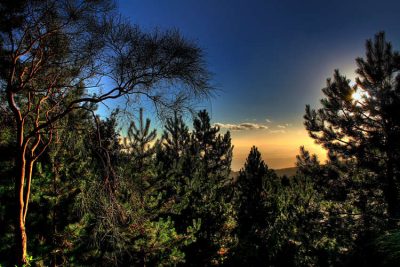 环境百科全书-植被-日落时的索纳山松林