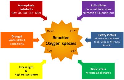 环境百科全书-植被-活性氧的产生