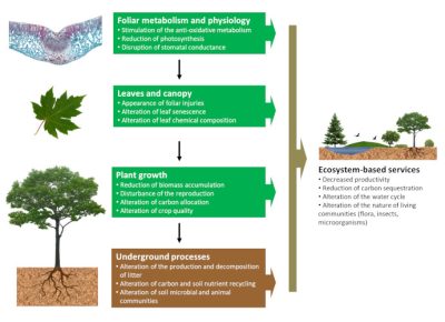 环境百科全书-植被-臭氧对植被的影响