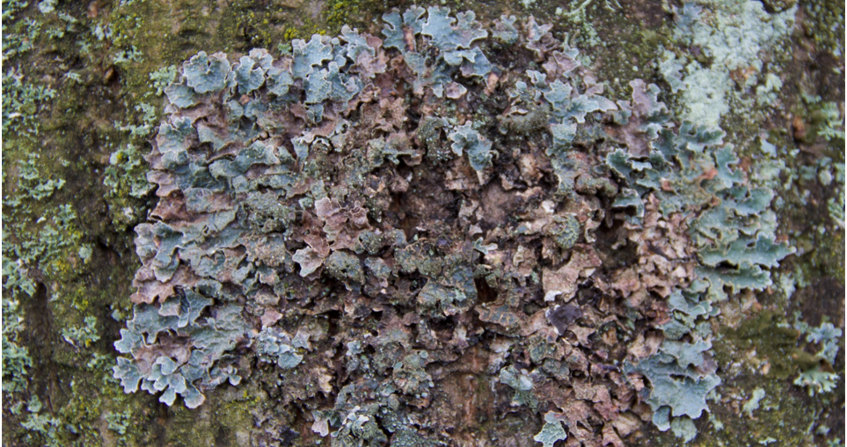 Parmelia sulcata - lichens - lichens foliacé - biosurveillance- pollution atmosphérique - encyclopedie environnement