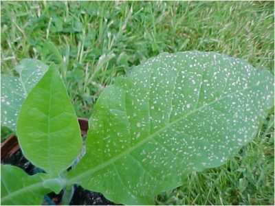 necrose foliaire feuille tabac - feuille tabac - feuille tabac pollution air - pollution atmospherique - encyclopedie environnement - necroses on tobacco leaves